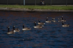 STA-Sloepen-30-Juni-2019-2422