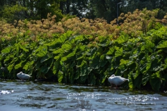 STA-Sloepen-30-Juni-2019-2423