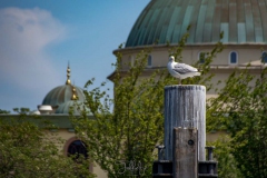 STA-Sloepen-30-Juni-2019-2431