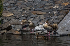 STA-Sloepen-30-Juni-2019-2496